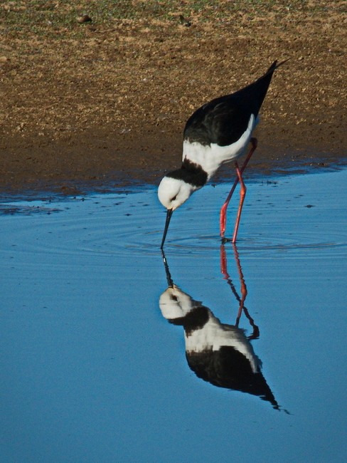 Pied Stilt